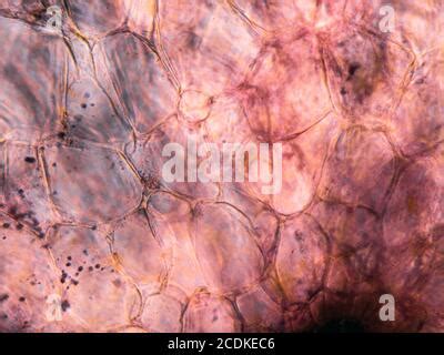 Microscopic View Carrot Root Cells Cross Section Optical Compound