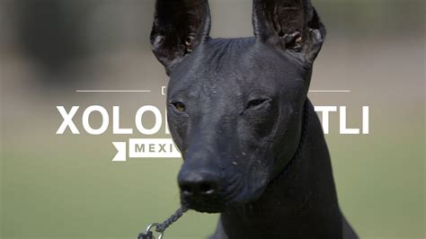 ALL ABOUT XOLOITZCUINTLI: THE MEXICAN HAIRLESS DOG | Xoloitzcuintli Toy ...