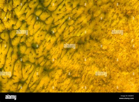 Golden Minerals Floating Forming In The Hot Pools In Yellowstone National Park Stock Photo Alamy