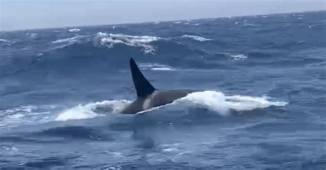 Orcas Have Sunk 3 Boats in Southern Europe, Scientists Say - The New ...