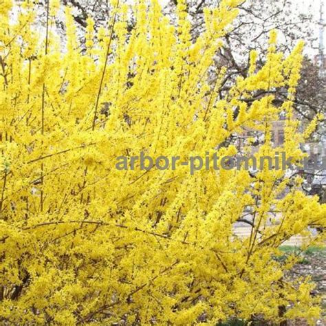 Саженцы форзиции Спектабилис купить в Москве и Подмосковье недорого из ...