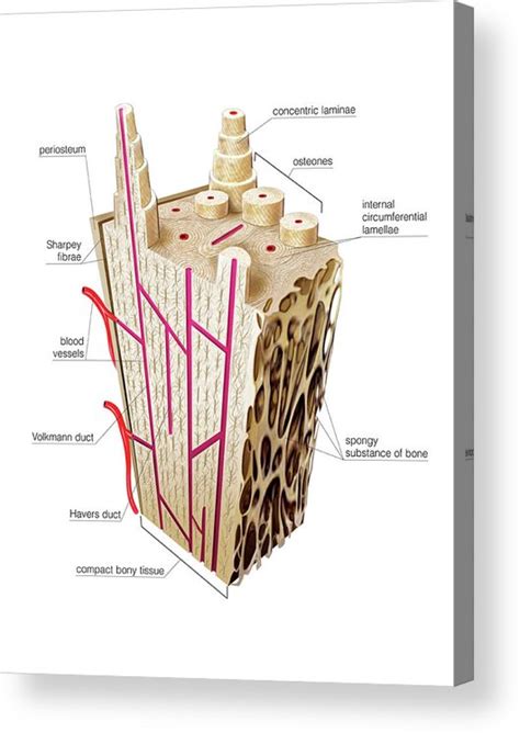 Structure Of Long Bone Acrylic Print By Asklepios Medical Atlas Pixels