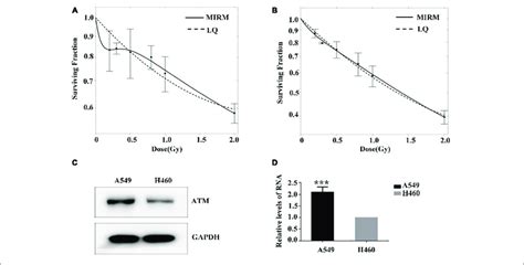 Low Dose Radiosensitivity And Atm Protein Expression In A549 Cells