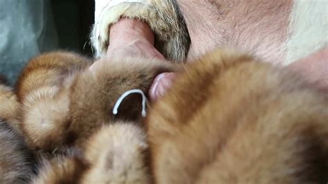 Sable Fur Stroke Mp Gay Cum Tribute Cum Tribute Porn Xhamster