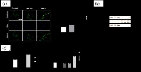 Wnt5a Does Not Activate Canonical Wnt Signaling In Cultured