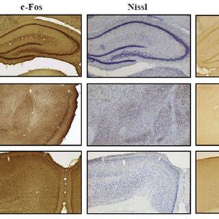 ROI representation. Representative photomicrographs (4× magnification ... 