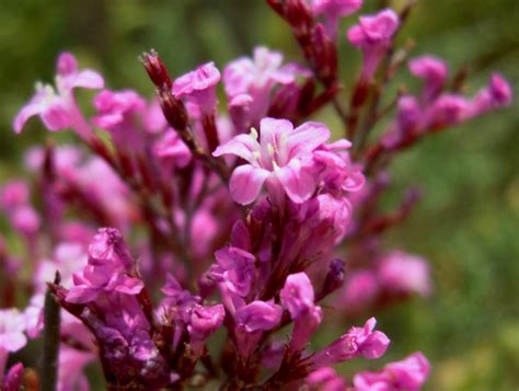 Лимониум Суворова (64 фото) » НА ДАЧЕ ФОТО