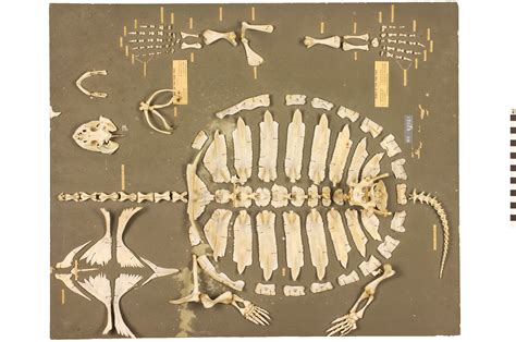 Snapping Turtle | Smithsonian Institution