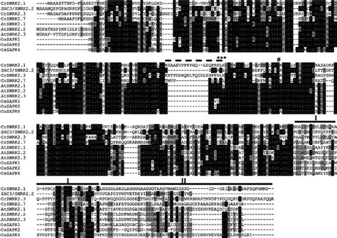 Amino Acid Sequence Alignment The Predicted Snrk21 Snrk22 Sac3