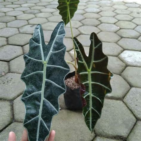 Jual Tanaman Hias Keladi Amazon Alocasia Amazonica Tanaman Keladi