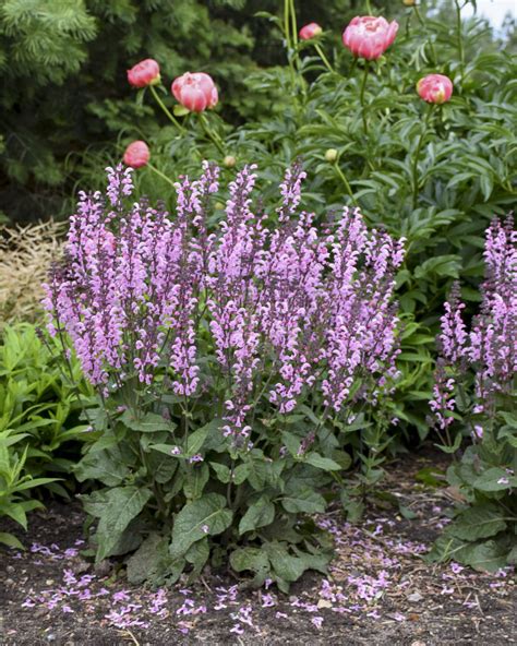 Шалфей Дубравный Блаухугель (71 фото) - фото - картинки и рисунки ...