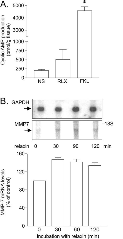 A Relaxin Fails To Affect Cyclic Production In The Vas Deferens