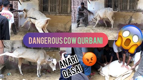 Dangerous Cow Qurbani Bakra Eid In Pakistan Cow Qurbani 2024 YouTube