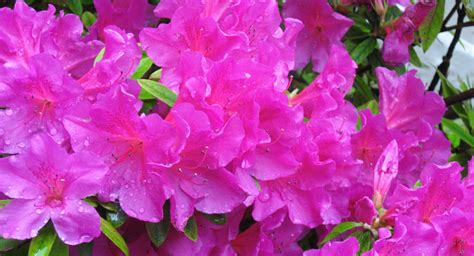 Watering Azaleas | Plant Addicts