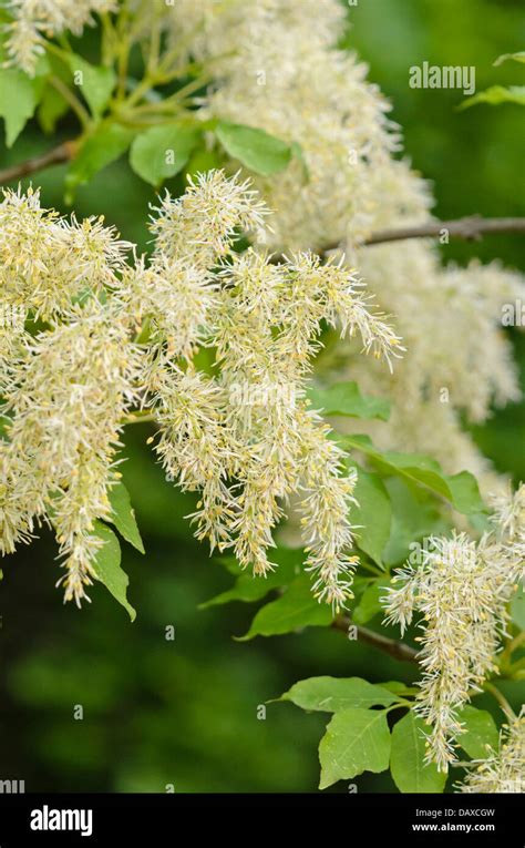 Flowering Ash Fraxinus Ornus Stock Photo Alamy