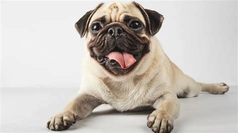 Pugs Shouldnt Be Considered Typical Dogs And Shouldnt Be Bred