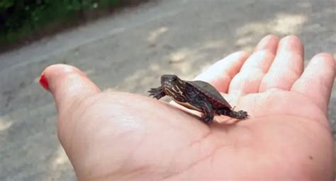 Baby Terrapin Care Terrapins Co Uk