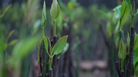 Mangrove seeds, young mangrove in the fi... | Stock Video | Pond5