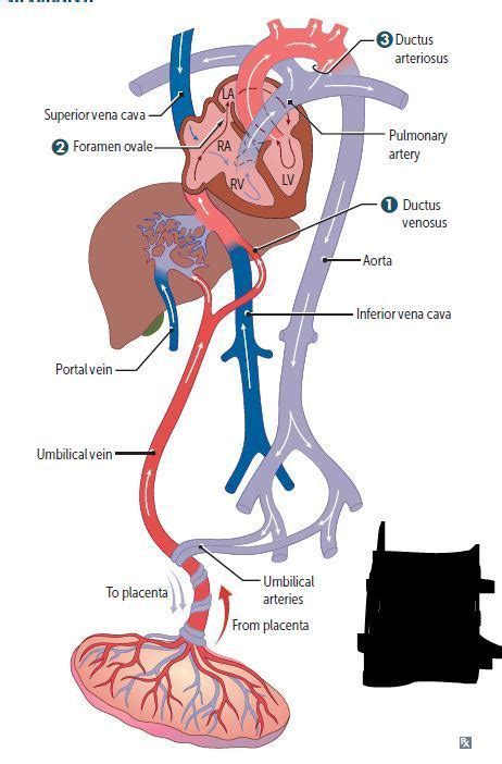 270 Fetal Circulation Fetal Postnatal Derivatives Flashcards