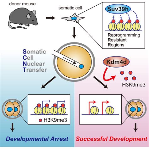 Embryonic Development Following Somatic Cell Nuclear Transfer Impeded