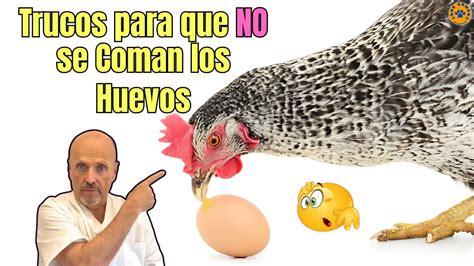 TRUCOS PARA QUE LAS GALLINAS NO SE COMAN LOS HUEVOS YouTube