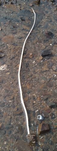 Menella indica · iNaturalist