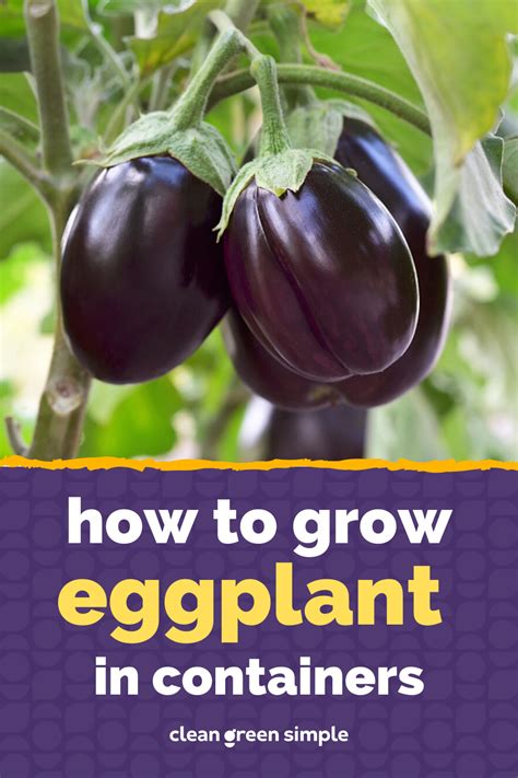 How to grow eggplant 8 tips for growing eggplant – Artofit