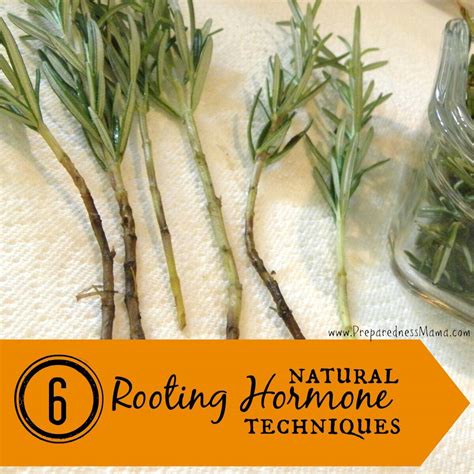 6 Ways to Make Natural Rooting Hormone - Preparedness Mama