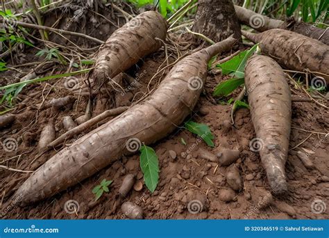 Close Up Image Of A Bunch Of Cassava On The Ground Farmers Harvest Cassava Plants In Rice