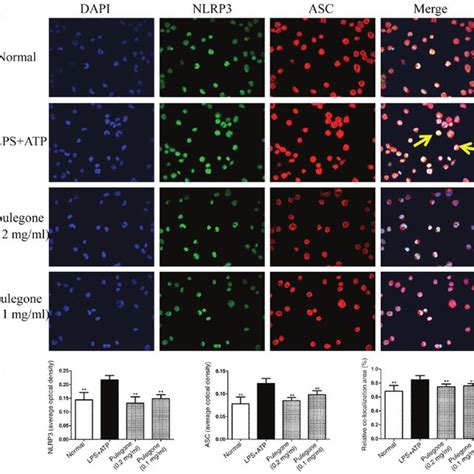 A Changes In The Mrna Levels Of Nlrp Caspase Il And Il