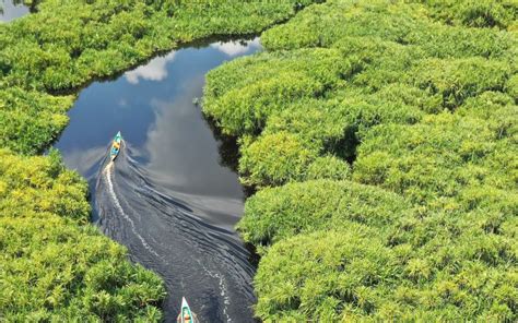 5 Fakta Sungai Amazon Yang Perlu Kamu Tahu Catat