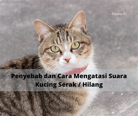 Penyebab Dan Cara Mengatasi Suara Kucing Serak Hilang Fauna Id