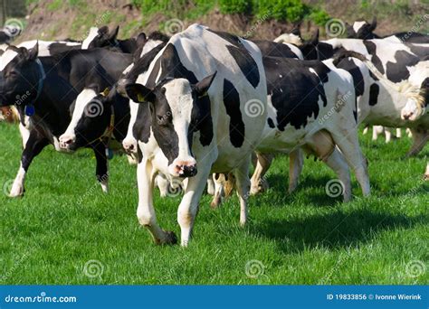 Dutch Black And White Cows Stock Photo Image Of Cows