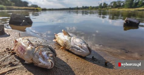 Skażona Odra Są wyniki badań wody wędkarze mówią o katastrofie