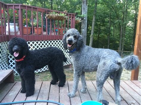 Alabama Royal Standard Poodles Poodle Breeder Arab Alabama