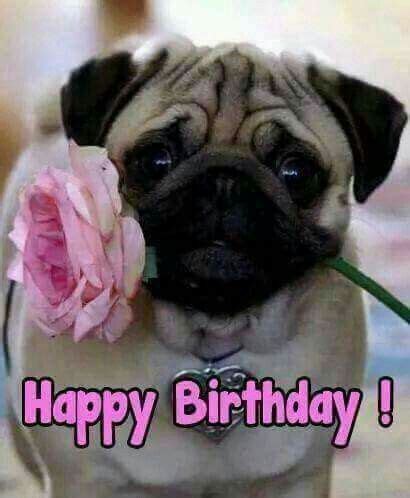 Birthday Pug | Happy birthday pug, Birthday pug, Happy birthday animals