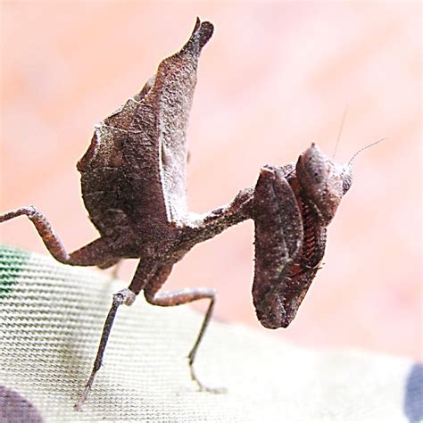 Life Cycle Of A Praying Mantis