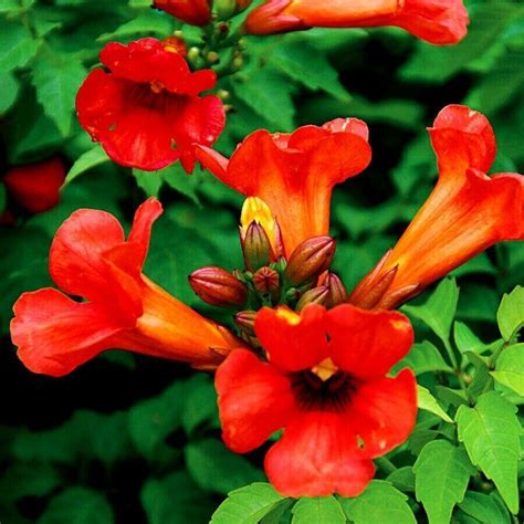 25 Dark Red Hummingbird Trumpet Vine Seeds