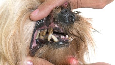 Gingivitis In Dogs: Symptoms, Causes, & Treatments - DogTime