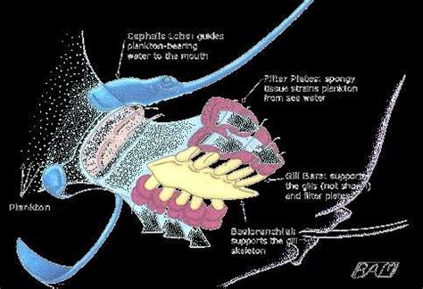 An Illustrated Guide to Understanding Stingray Anatomy