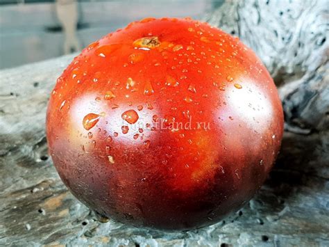 Томат Шеф Губерт: описание сорта, отзывы, фото, урожайность | tomatland.ru