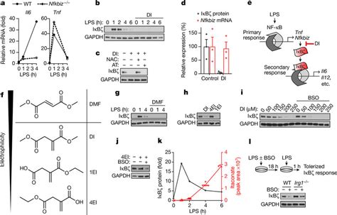 Di Inhibits Lps Mediated Iκbζ Induction A Mrna Expression In Download Scientific Diagram