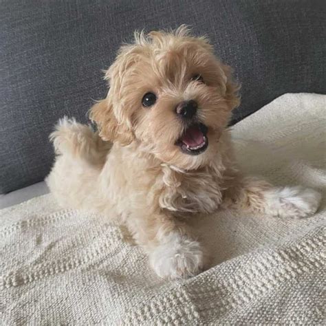 Cream Maltipoo