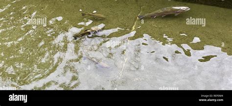 Hatchery Channel Hi Res Stock Photography And Images Alamy