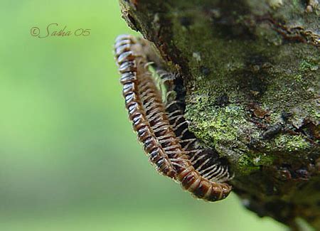 Millipedes Mating Oxidus Gracilis BugGuide Net