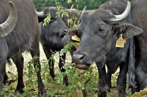 Free Images : female, wildlife, horn, herd, pasture, grazing, black ...