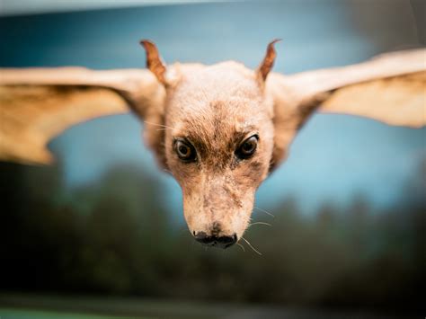 Kostenlose foto : Welpe, Museum, schließen, Fauna, Nahansicht, Augen ...