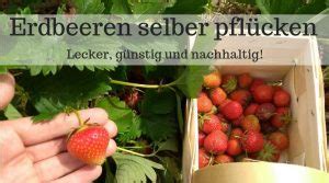 Erdbeeren selber pflücken frisch vom Feld nachhaltig und so lecker