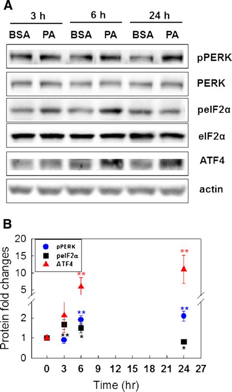 Effects Of Palmitate On The Perk Eif2α Atf4 Pathway A Western Download Scientific Diagram