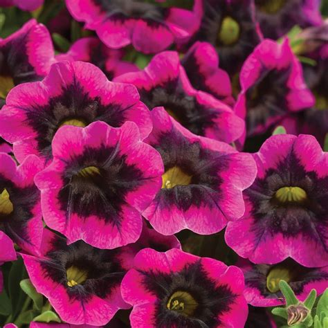 Proven Winners® Calibrachoa - Superbells – Proven Winners Direct™